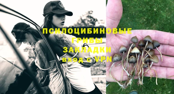 стаф Богданович