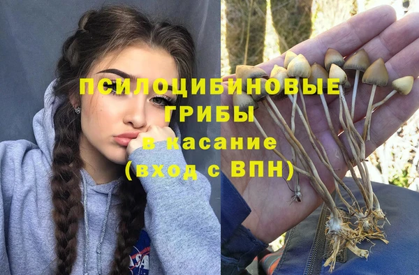 стаф Богданович