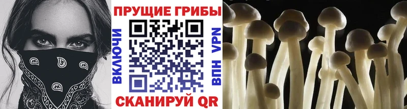 Псилоцибиновые грибы Cubensis Псков